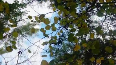 Ormanda güneşli bir günde canlı yaprakların arasından güzel bir gölgelik manzara.