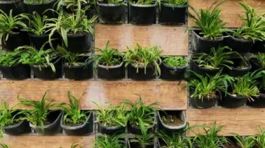 Yeşillik ve sürdürülebilir tasarım kavramlarıyla dikey bahçe evrimi.