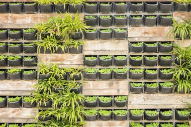 Siyah saksılarda ve tahta panellerde yeşil bitkiler olan dikey bahçe.