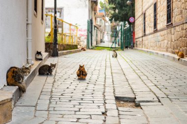 Kediler tarihi bir mahallede sessiz bir kaldırım taşı caddesinde dolaşıyorlar..