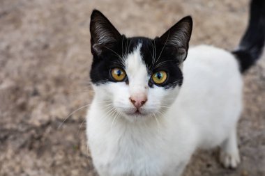 Beton arka planda parlak sarı gözlü siyah beyaz kedi.