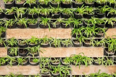 Tahta paletler üzerinde küçük yeşil bitkiler olan dikey bahçe.