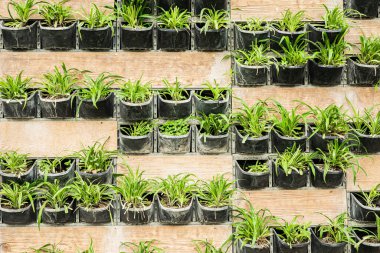 Duvara monte edilmiş dikey bahçe. Ahşap panellerde siyah kaplarda yeşil bitkiler var..