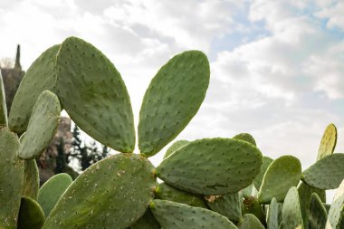 Doğal ortamda bulutlu bir gökyüzüne karşı dikenli armut kaktüsü..