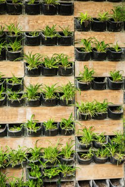 Dikey bahçe duvarı, yemyeşil bitkiler ve ahşap bitkiler..