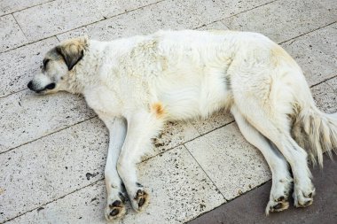 Dışarıdaki taş kaldırımda dinlenen büyük beyaz köpek..