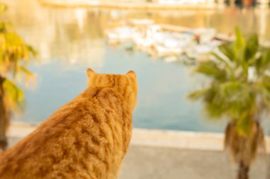 Limana bakan turuncu tekir kedili sakin bir sahil manzarası.