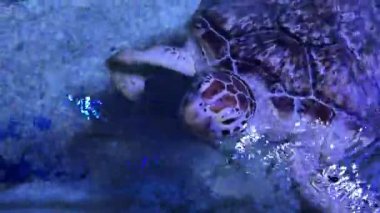 Deniz kaplumbağası berrak mavi okyanus suyunda zarifçe yüzüyor.