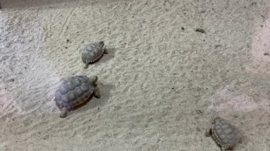 Bebek kaplumbağalar kumlu yüzeyde sürünüyorlar.
