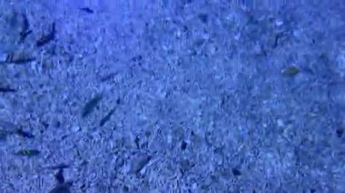 Balıklarla sualtı manzarası ve kumlu okyanus tabanında vatoz.