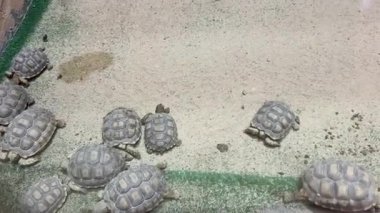 Küçük kaplumbağalar kapalı kum habitatında hareket ediyorlar.