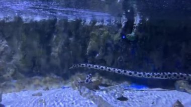 Mercan zeminli akvaryumda yüzen benekli yılan balığı.