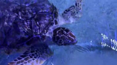 Deniz kaplumbağası akvaryum tankında zarifçe yüzüyor.