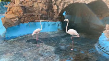 Flamingolar havuz kenarındaki kayalıklarda geziniyor.