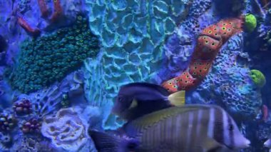 Değişik tropik balıkların yüzdüğü canlı sualtı mercan resifleri