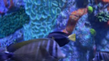 Canlı mercan resif akvaryumunda yüzen renkli tropikal balıklar