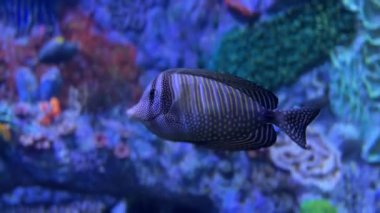 Canlı mercan resiflerinde yüzen renkli tropikal balıklar