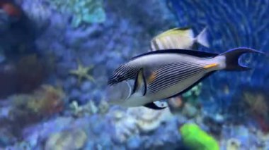 Canlı mercan resif akvaryumunda yüzen renkli tropikal balıklar