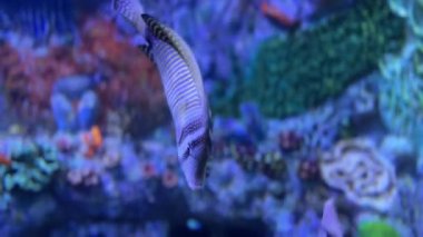 Mercan resif akvaryumunda yüzen renkli tropikal balıklar