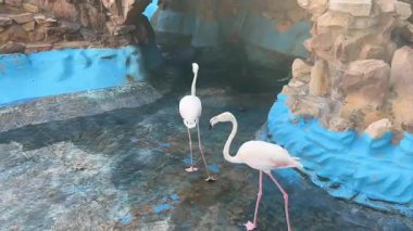 Flamingolar doğal ortamdaki kayalık havuzun yanında duruyorlar.