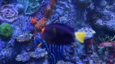 Canlı mercan resif akvaryumunda yüzen renkli tropikal balıklar