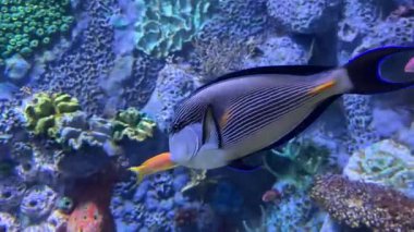 Canlı mercan resif akvaryumunda yüzen renkli tropikal balıklar