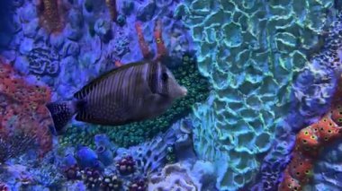 Açık okyanusta canlı mercan resiflerinde yüzen renkli balıklar.