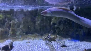 Akvaryumda kayalık ve kumlu zeminde yüzen yılan balığı.