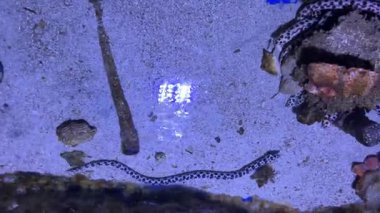 Akvaryum boyunca yılan, mavi ışık altında kum ve kayalar.