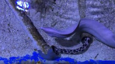 Akvaryum tankında su altı yılan balığı ve balık etkileşimi