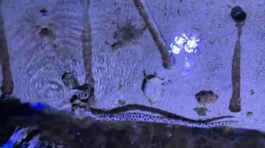 Akvaryum ortamında kumlu arazide sürünen yılan.