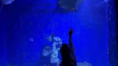 Çocuk, Ray ile büyük akvaryum tankında etkileşime girer.