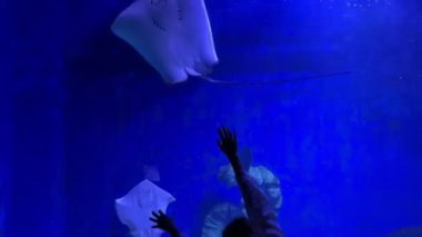 Çocuk mavi akvaryum ortamında vatoz ile etkileşime girer