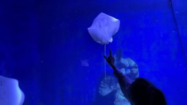 Akvaryumda ziyaretçiyle Stingray etkileşimi