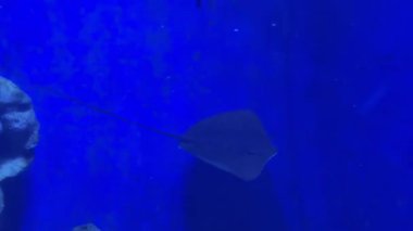 Stingray mavi akvaryum suyunda zarifçe yüzüyor.