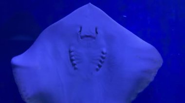 Stingray derin mavi okyanusta zarif bir şekilde suyun altında yüzüyor.
