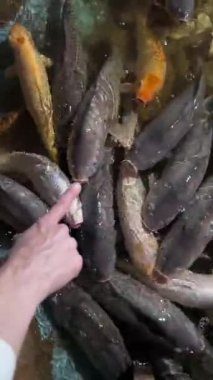 Elini göldeki koi balığına uzat.