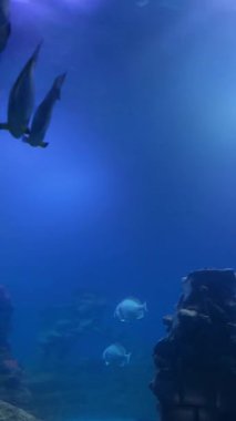 Koyu mavi akvaryum tankında yüzen balık sürüsü