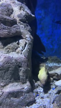 Akvaryum mağarasında mavi arkaplan ile sarı moray yılan balığı