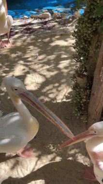 Pelikanlar, kumlu sahilde gölgelerle etkileşim halindeler.