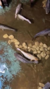 Bir grup balık kayalık dipli, sığ sularda yüzer.