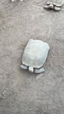 Kaplumbağalar açık havada çamurda yürüyorlar.