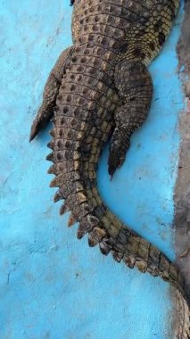 Mavi yüzeyde dinlenen timsah: yakın çekim dizisi