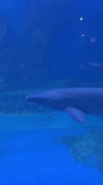 Sualtında yüzen köpekbalığı sahnesi