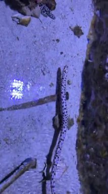 Benekli bir deniz yılanı yapay bir akvaryumun dibinde yüzer.