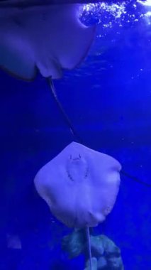 Stingray mavi sualtı akvaryumunda zarif bir şekilde yüzüyor.