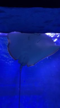 Görkemli vatoz akvaryumda zarif bir şekilde süzülüyor.