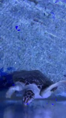 Açık mavi akvaryum suyunda yüzen deniz kaplumbağası.