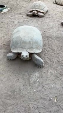 Kumlu habitatta hareket eden ve etkileşen kaplumbağalar