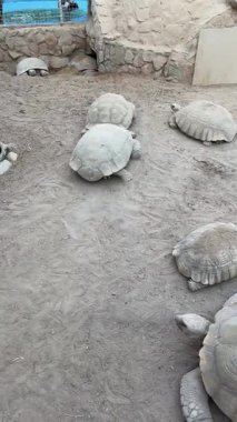 Kapalı alanda kum habitatını keşfeden kaplumbağalar.